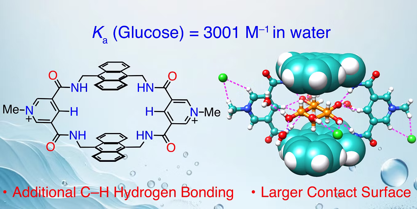 Glucose Receptor