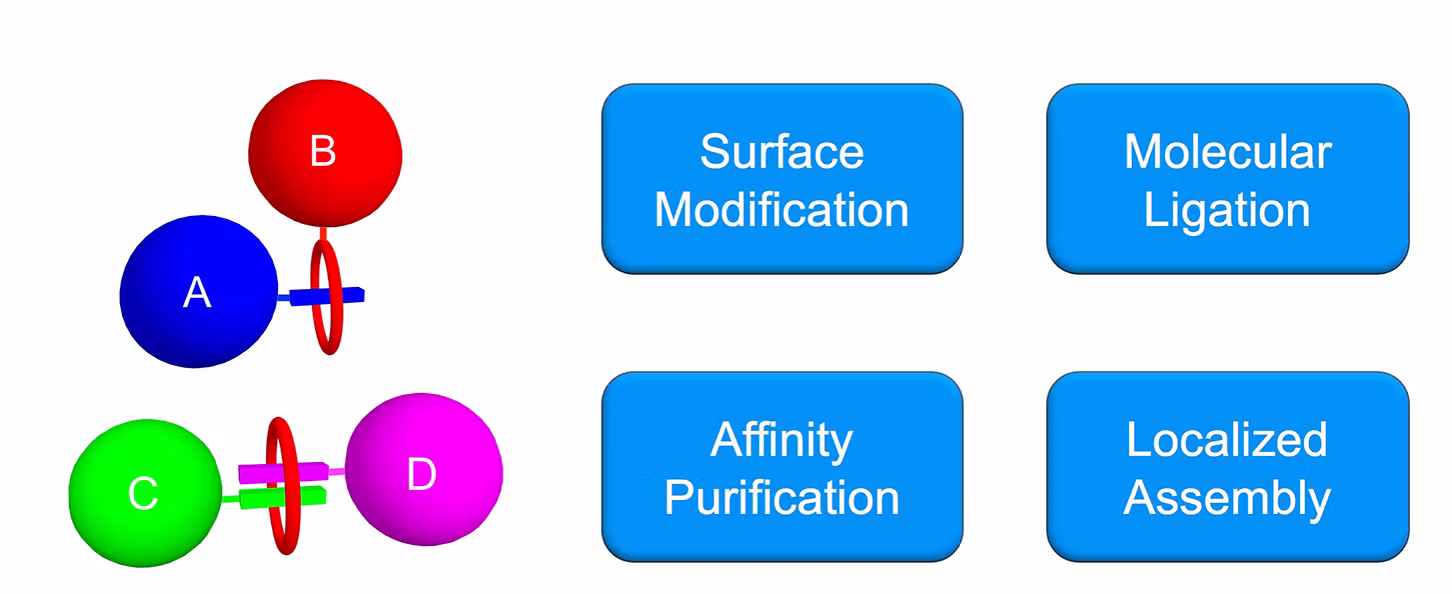 TOC Graphic for Synthetic mimics of biotin/(strept)avidin