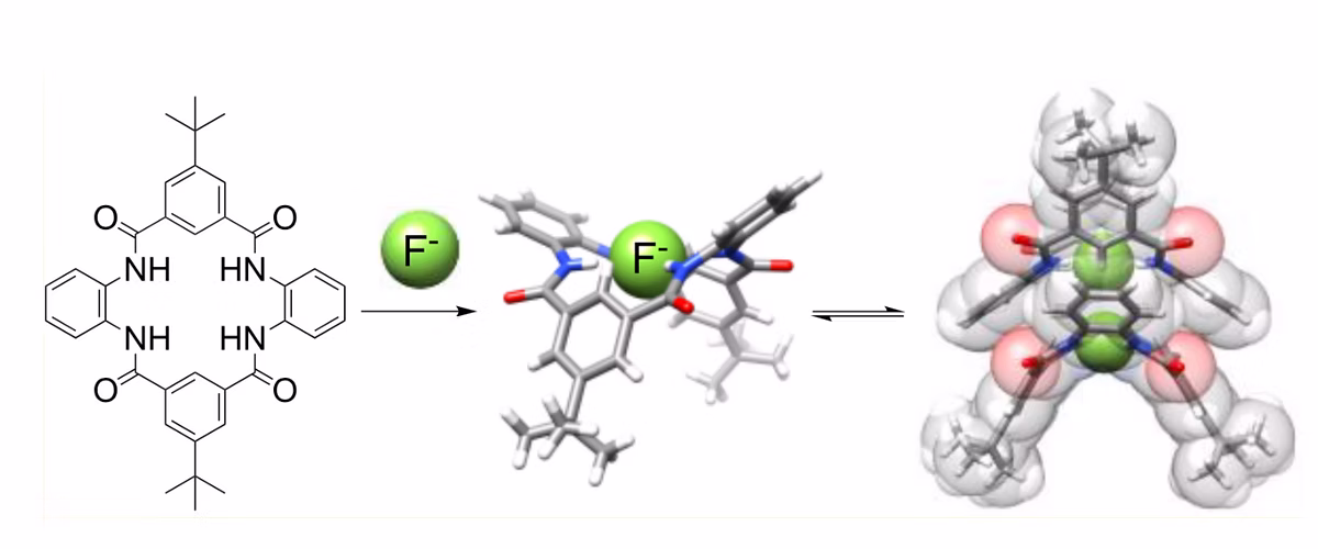 TOC Graphic for Stabilization and Extraction of Fluoride Anion Using a Tetralactam Receptor