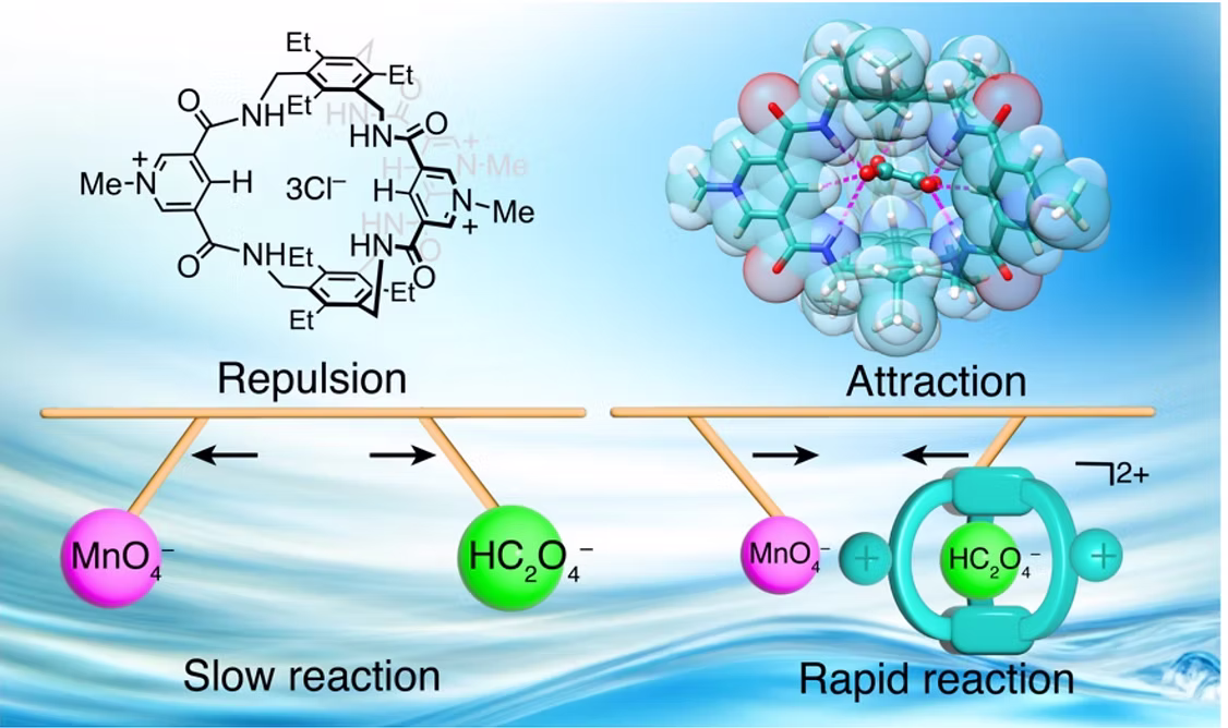TOC Graphic for Charge-assisted hydrogen bonding in a bicyclic amide cage: an effective approach to anion recognition and catalysis in water