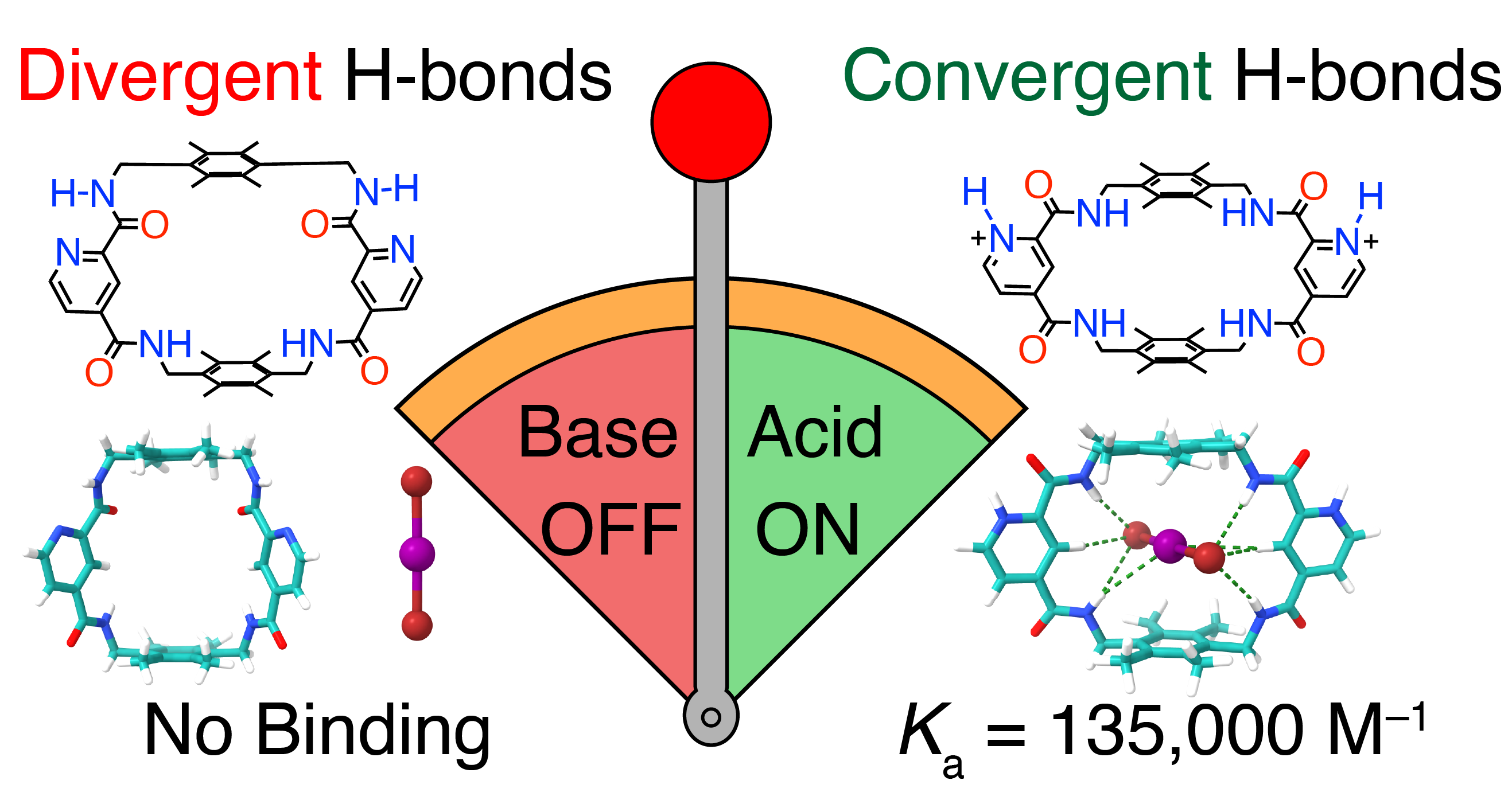 TOC Graphic for Shape-Shifting Tetralactam Macrocycle: Protonation-Activated Convergent Hydrogen Bonding