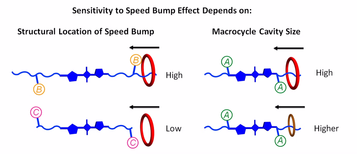 TOC Graphic for Structural Control of Kinetics for Macrocycle Threading by Fluorescent Squaraine Dye in Water