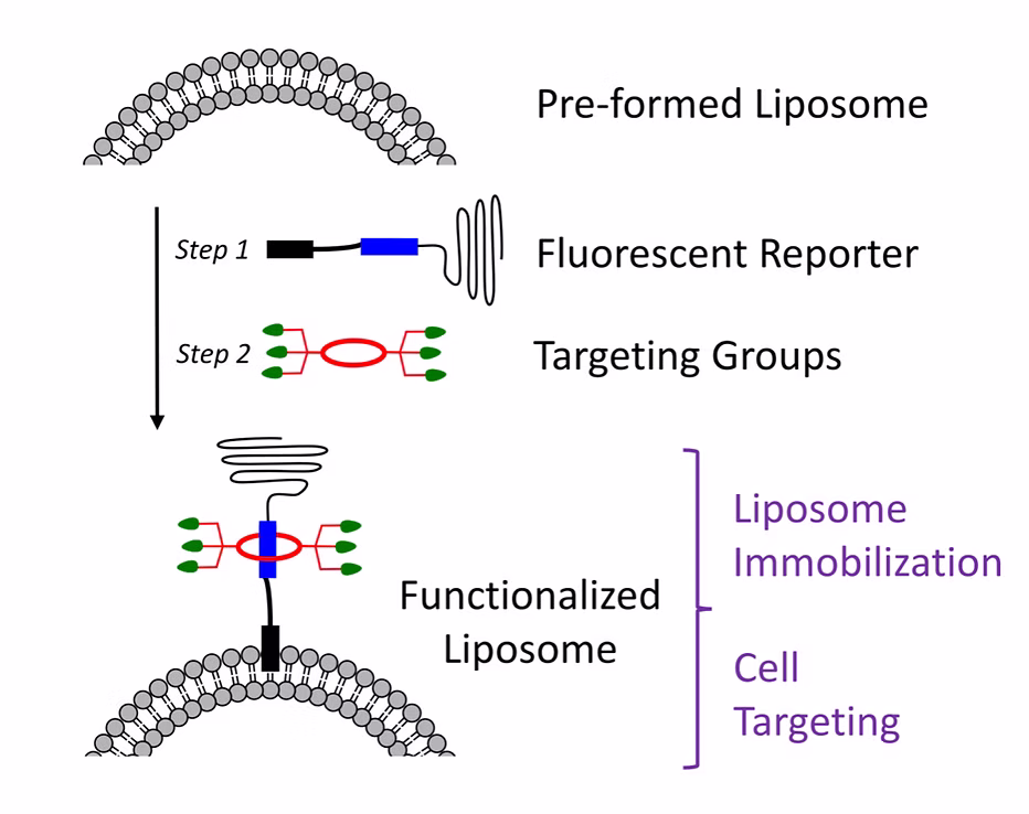 TOC Graphic for Non-Covalent Assembly Method that Simultaneously Endows a Liposome Surface with Targeting Ligands, Protective PEG Chains, and Deep-Red Fluorescence Reporter Groups